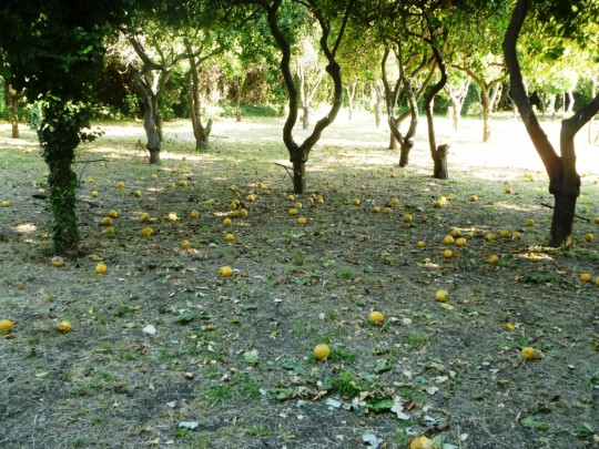 Kemping Stazzoban, benne és körülötte számtalan citromfa