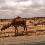 Marokkó túra onroad 82 Teve a sivatagban