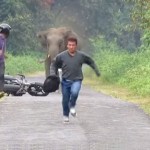 elefánt motor ellen onroad
