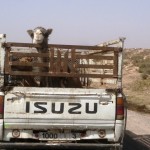 Marokkó túra onroad 96 Figyelő szemek…