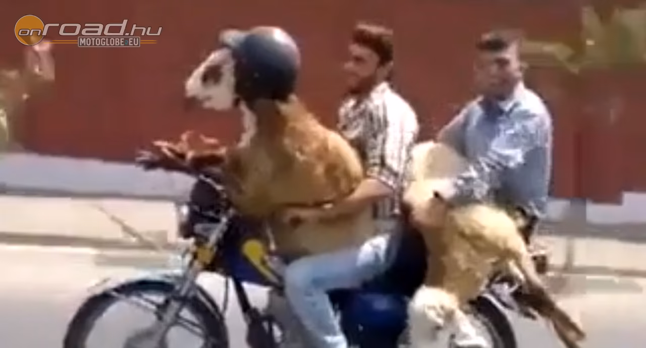 Két pasi, egy motor és egy meglepett kecske Két pasi, egy motor és egy meglepett kecske