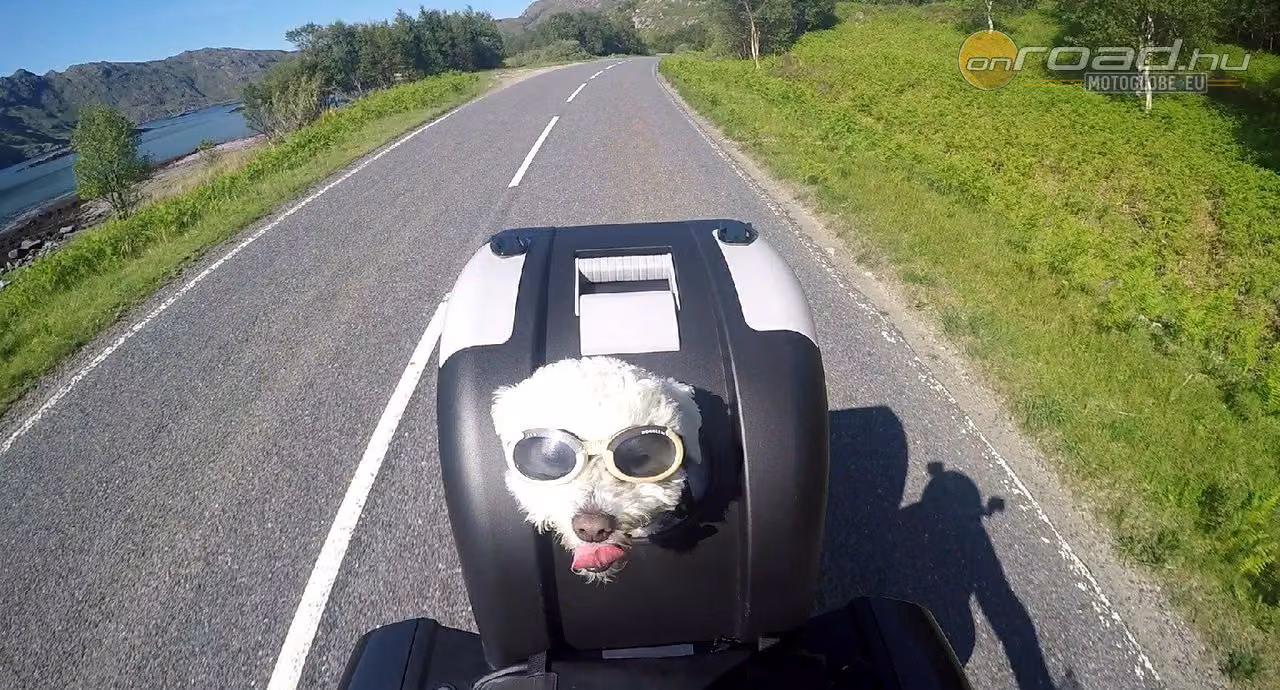 Kutya, motorozás és tettenérhető boldogság Kutya, motorozás és tettenérhető boldogság