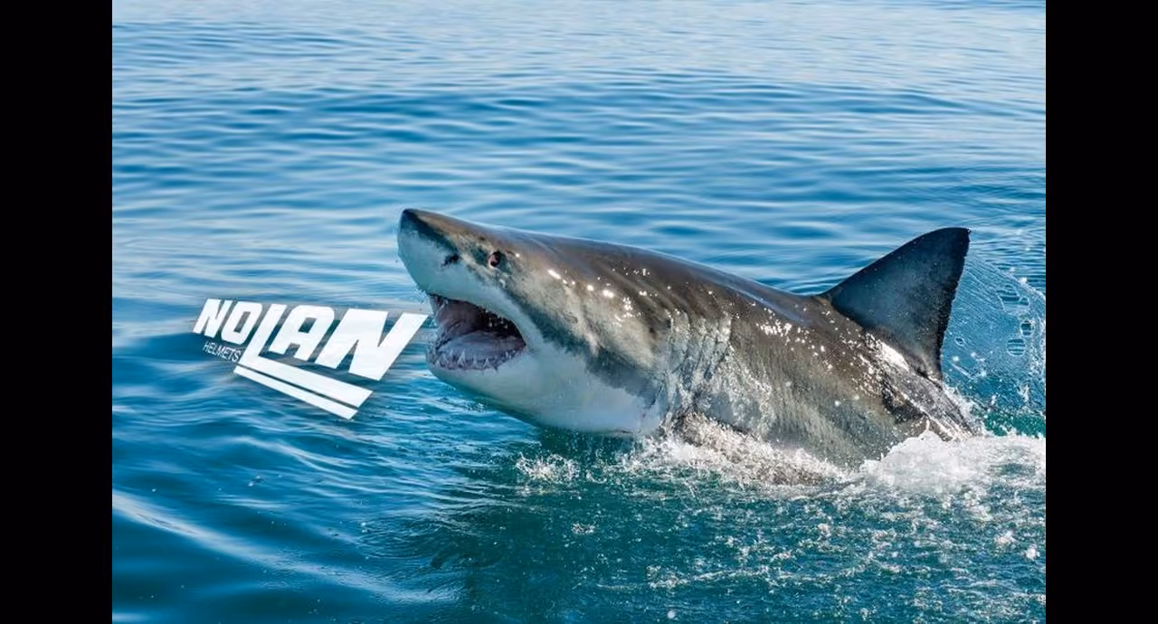 Giga összeolvadás: a Nolan és a Shark egy cég lesz